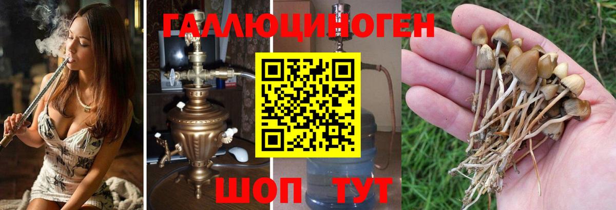 Псилоцибиновые грибы мицелий  Вход с VPN  наркота  Новороссийск 